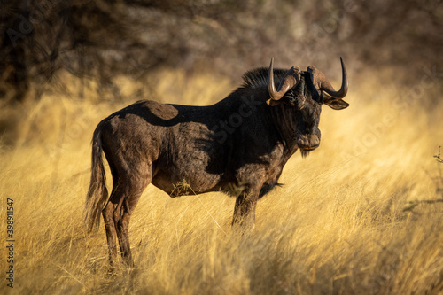 Fototapeta Naklejka Na Ścianę i Meble -  Black wildebeest stands staring in long grass