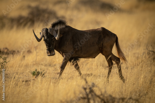 Black wildebeest walks through grass turning head photo