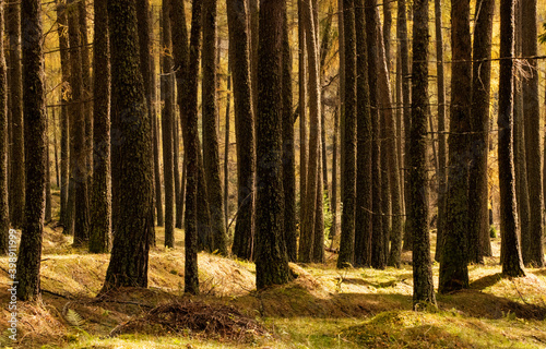 Fototapeta Naklejka Na Ścianę i Meble -  Forest in Fiemme Valley, Trentino, Italy