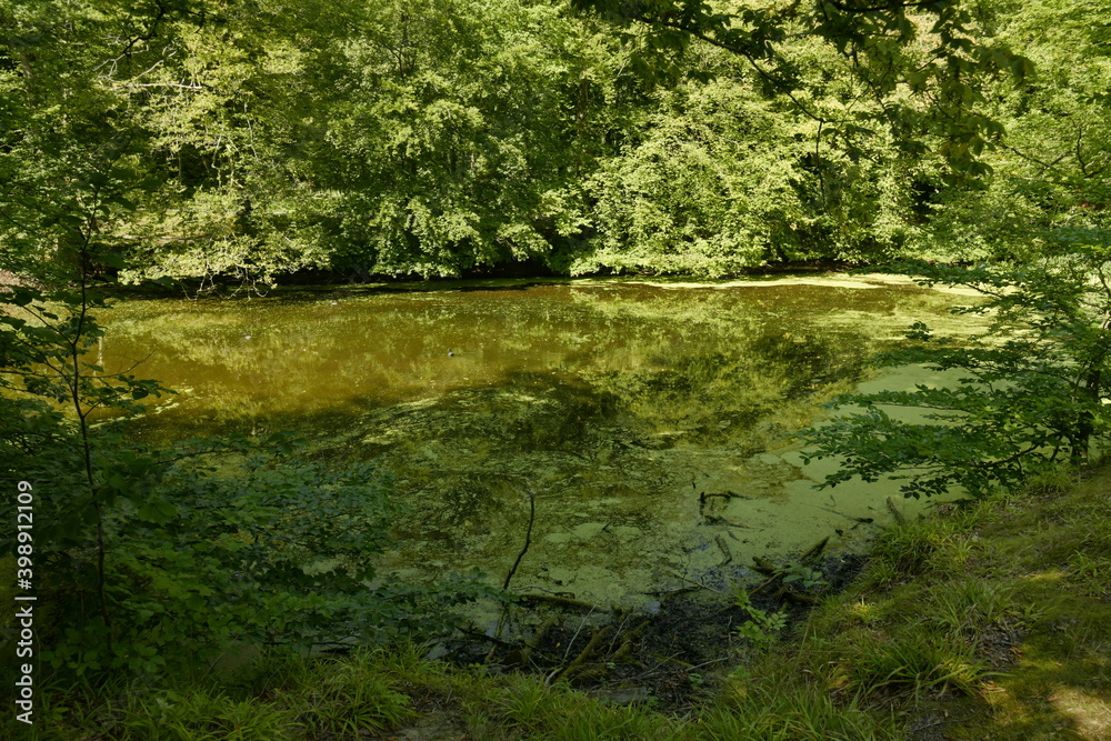 L'étang des Enfants Noyés couvert partiellement de micro-organismes verts en pleine forêt de Soignes à Watermael-Boitsfort
L'étang des Enfants Noyés couvert partiellement de micro-organismes verts en pleine forêt de Soignes à Watermael-Boitsfort