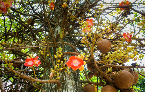 Flower of sal tree blossom, Close up shot photo