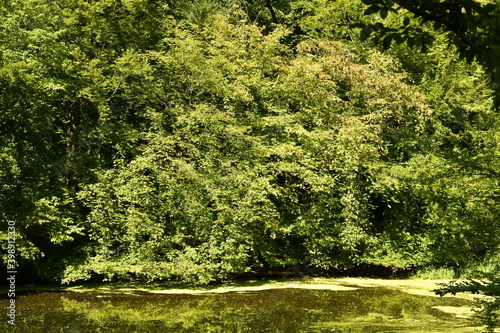 L'étang des Enfants Noyés couvert partiellement de micro-organismes verts en pleine forêt de Soignes à Watermael-Boitsfort 