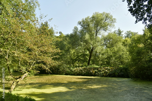 L'étang des Enfants Noyés couvert partiellement de micro-organismes verts en pleine forêt de Soignes à Watermael-Boitsfort 