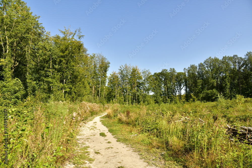 Chemin de randonnée entre les étangs des Enfants Noyés et le parc Tournay-Solvay en forêt de Soignes à Watermael-Boitsfort