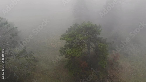 Spooky mysterious forest with mist, and trees between fog. Drone shot, top view. photo