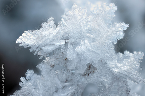 Frost in cold weather on plants in close-up.