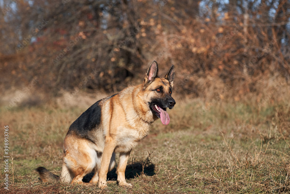 Charming obedient thoroughbred dog looks carefully. German shepherd black and red color with brown eyes and pink tongue sitting focused on nature and waiting for play and train.