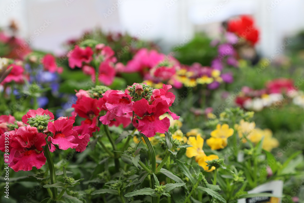 Pink Nemesia close-up with multicolored background of flowers.  