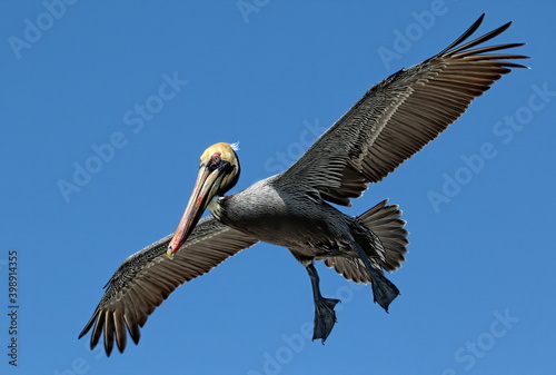 Brown pelican in flight © Russell