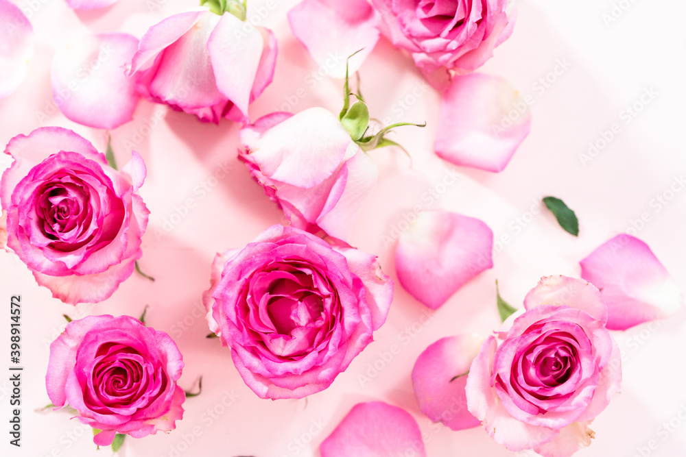 Pink roses Pink roses