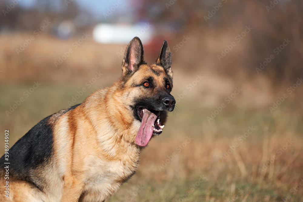 Charming obedient thoroughbred dog looks carefully. German shepherd black and red color with brown eyes and pink tongue sitting focused on nature and waiting for play and train.