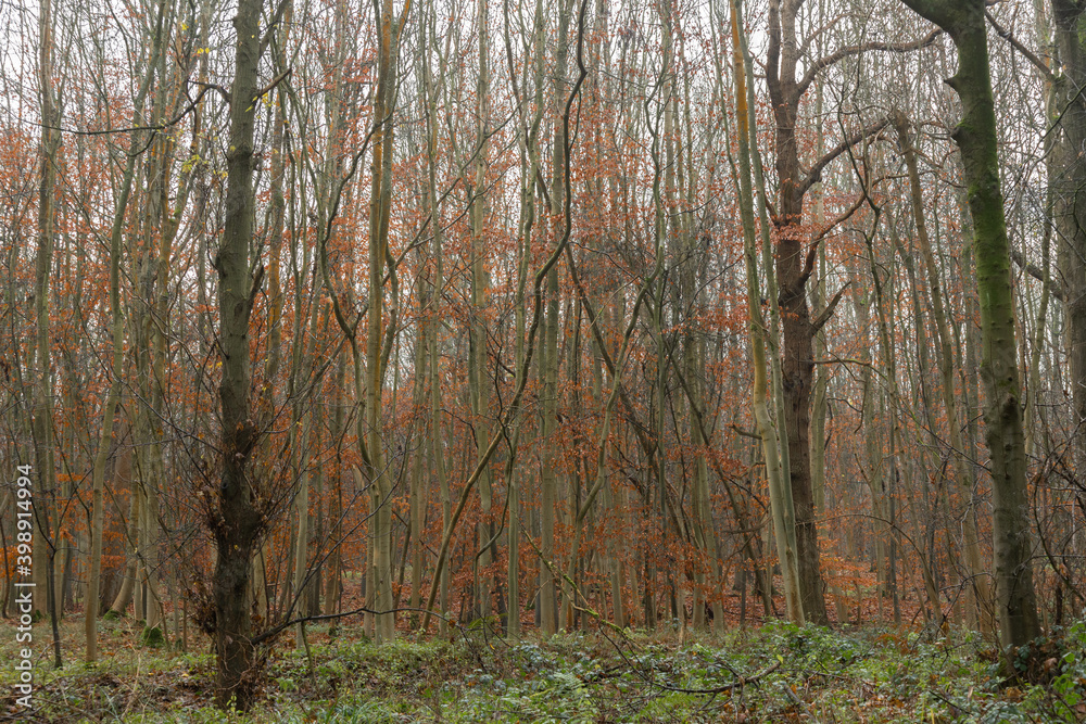 Young beech trees in winter with orange leaves in the mist and fog in a forest