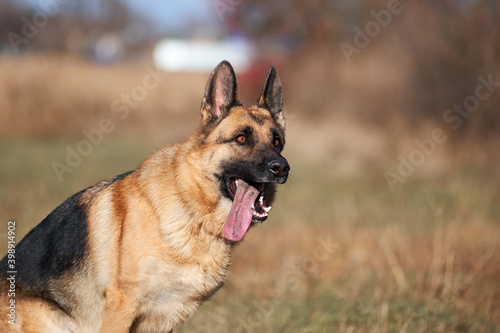 Charming obedient thoroughbred dog looks carefully. German shepherd black and red color with brown eyes and pink tongue sitting focused on nature and waiting for play and train. © Ekaterina