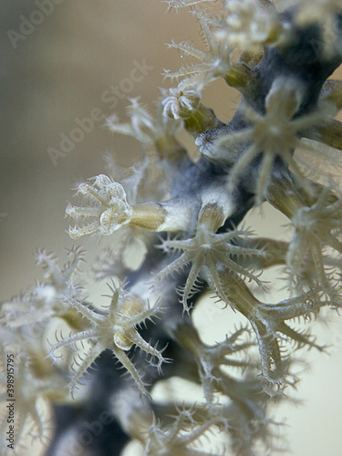 Coral Macro
