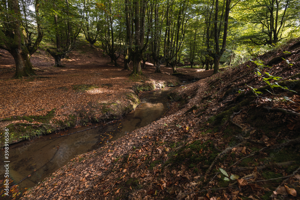 Fototapeta premium fairytale tree forest