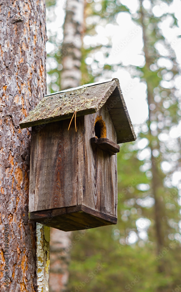 birdhouse on a tree in the autumn forest