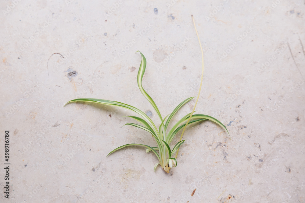 Chlorophytum comosum - Spider Plant Cutting with roots lying on marble ...