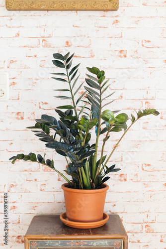 Zamioculcas Zamiifolia Raven in terracotta plant pot against red brick wallpaper