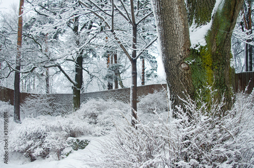 Fototapeta Naklejka Na Ścianę i Meble -  Winter landscape. Trees and snow.