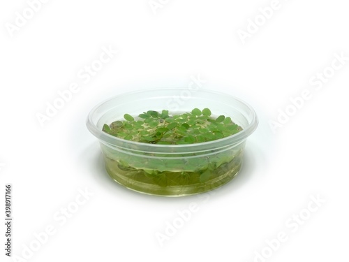 Bunch of salvinia natans leaves in 9,5 cm cup ready for sale