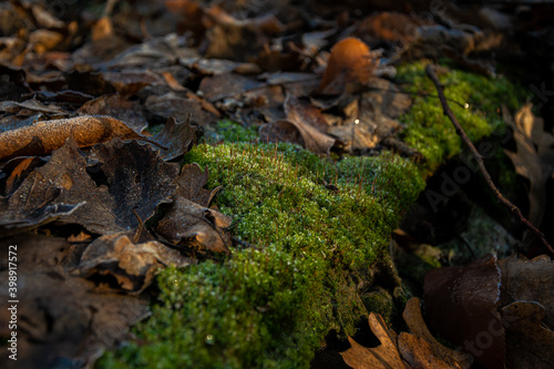 A close-up of frost on dark green moss and brown leaves that have fallen from trees
