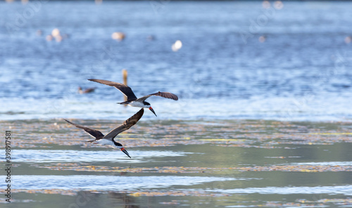 vuelo de rayadores (Rynchops niger)