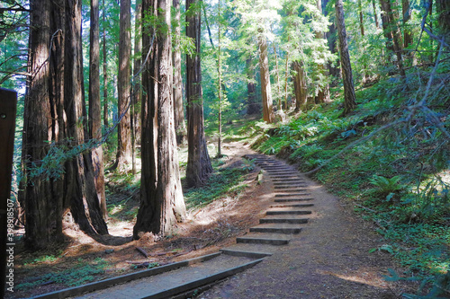 Foto Scenes from Muir Woods State Park, in California.