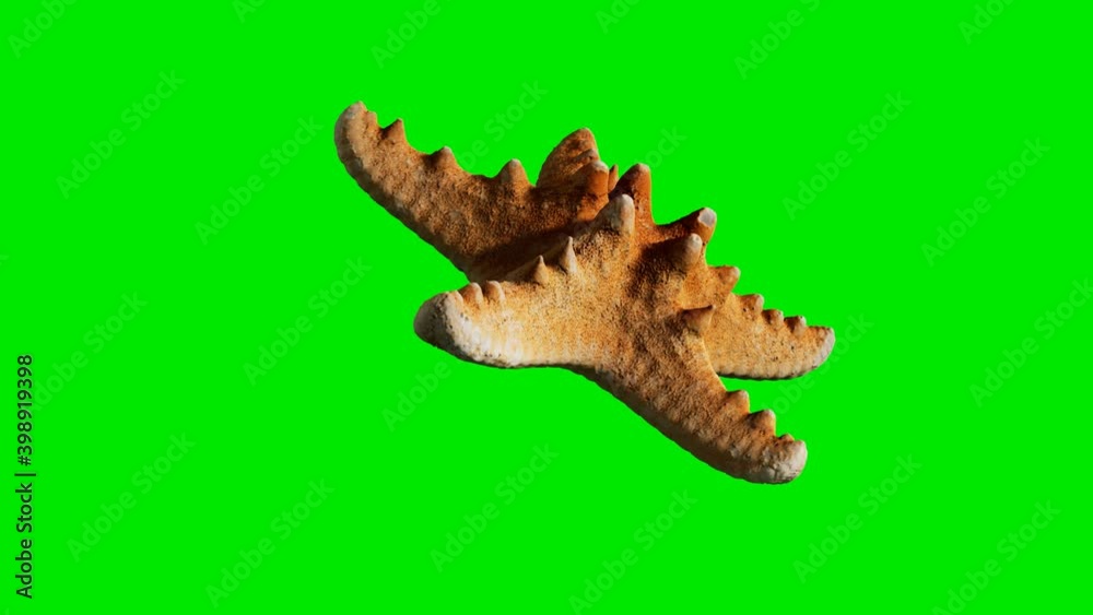yellow sea star on green chromakey background yellow sea star on green chromakey background
