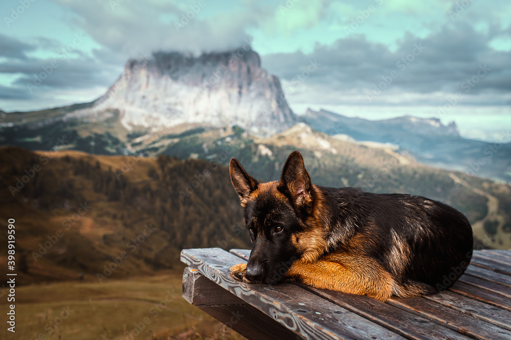 German shepherd dog relaxing in the Monte Cir Italian Dolomites