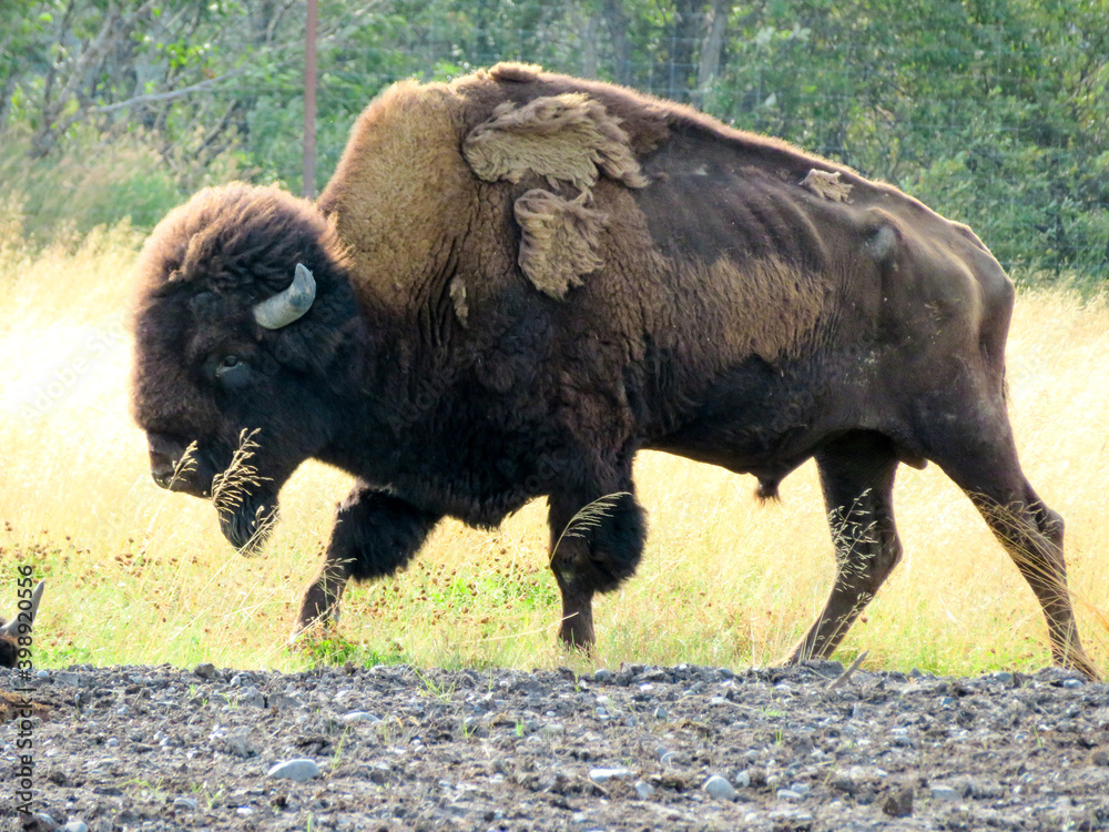 american bison