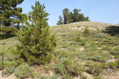 Scenery at the top of Mount Pinos in the Los Padres National Forest, California. 