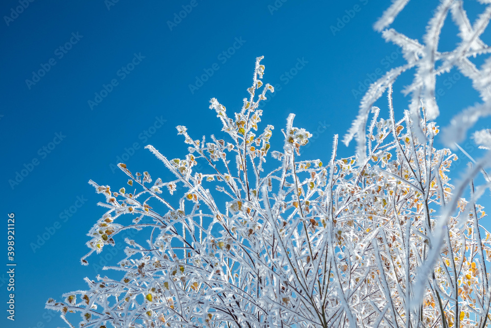 Frozen leaves in the tree in winter  on blue sky