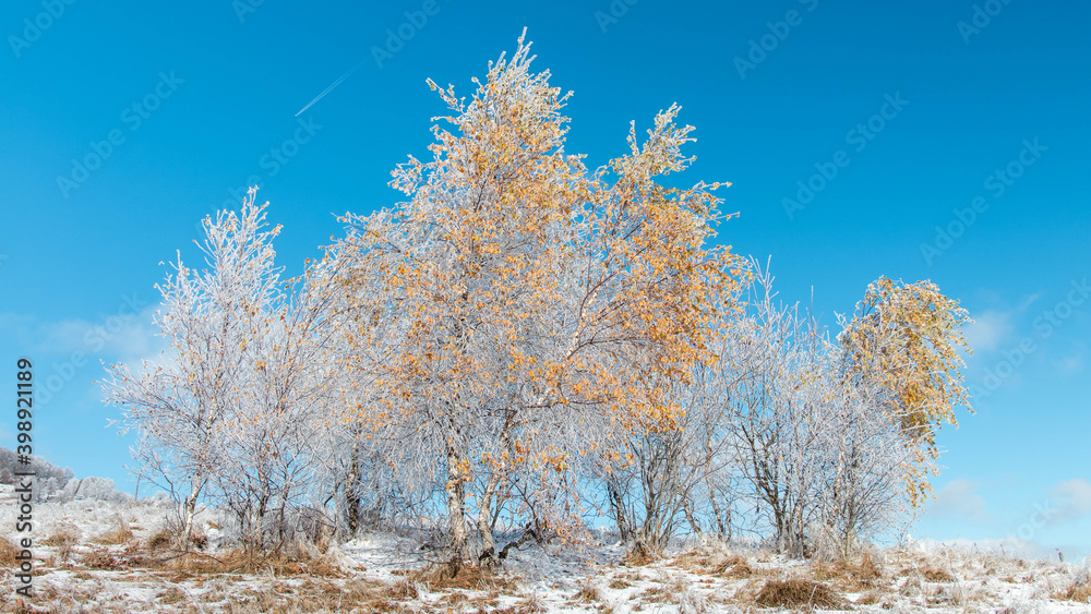 Frozen birch trees with yellow leaves in winter Frozen birch trees with yellow leaves in winter