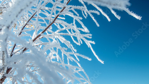 Frozen leaves in the tree in winter on blue sky
