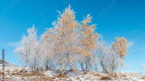 Frozen birch trees with yellow leaves in winter 