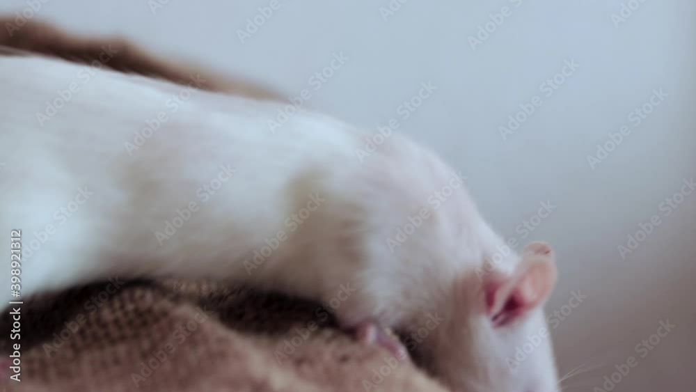 A 3 month old domestic white rat with a fawn head and red eyes, a hood, peers and sniffs by approaching the edge of the table covered with a burlap cloth. Against the background of light wallpaper. A 3 month old domestic white rat with a fawn head and red eyes, a hood, peers and sniffs by approaching the edge of the table covered with a burlap cloth. Against the background of light wallpaper.