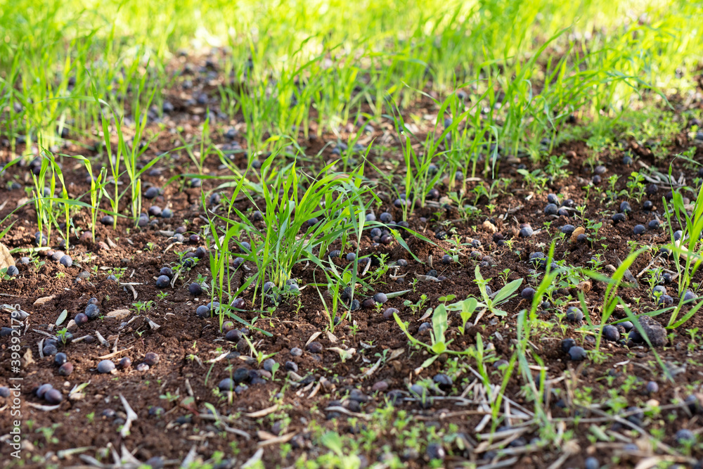 Fallen ripe olives among the shoots of grass Fallen ripe olives among the shoots of grass