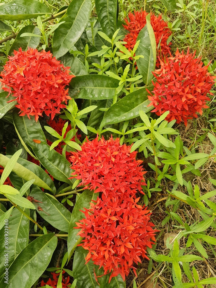 red and yellow flowers