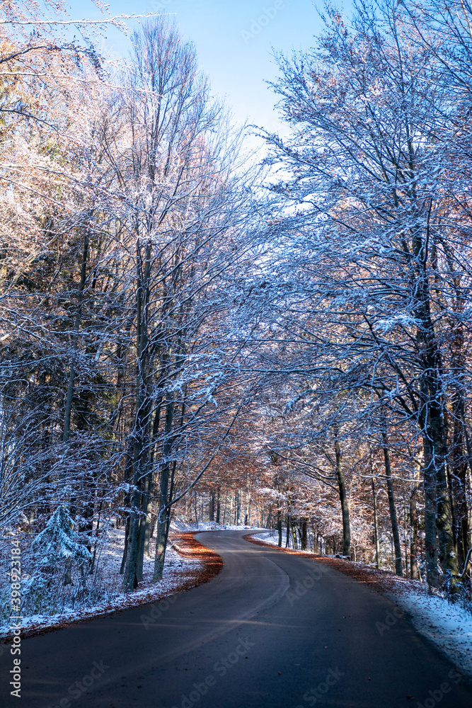Forest road in winter season with sunbeams and colored leaves Forest road in winter season with sunbeams and colored leaves