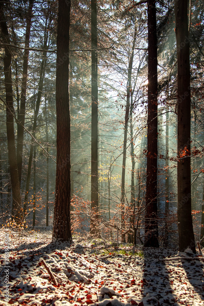 Amazing sunbeams in winter forest Amazing sunbeams in winter forest