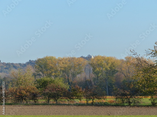 trees in autumn photo