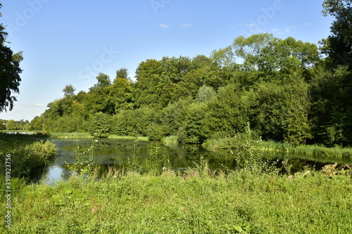 La végétation sauvage autour d'un des étangs à l'arrière parc de Tervuren à l'est de Bruxelles