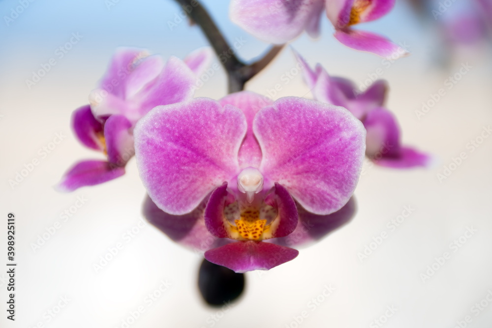 Flower of miniature orchid Phalaenopsis Vienna close-up. Flower of miniature orchid Phalaenopsis Vienna close-up.