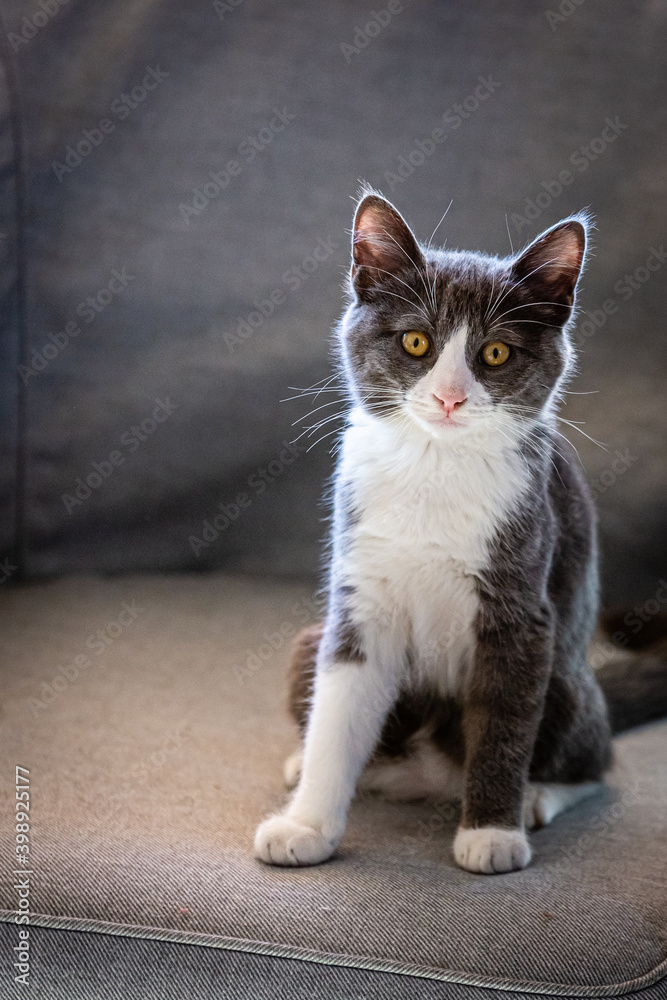 young gray and white cat, on a gray armchair