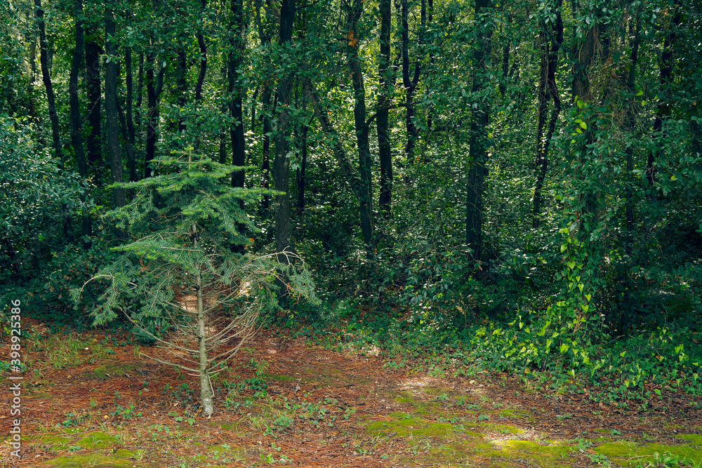 Obraz premium Golden Cape Forest Park, Rovinj (Rovigno) - Istria, Croatia