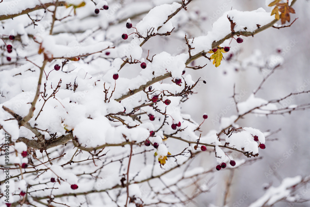 nice winter in the park