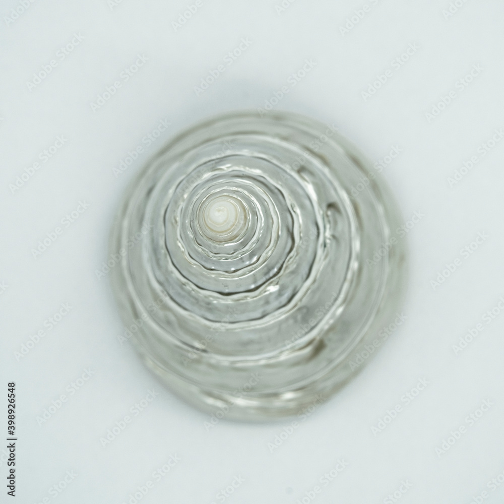 photograph of a polished shell on a white background, beautifully glitters photograph of a polished shell on a white background, beautifully glitters