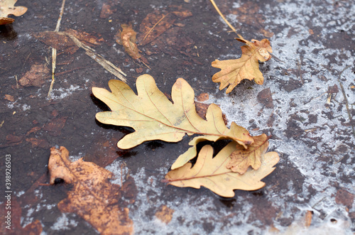 Oak leaves on the ground with ice