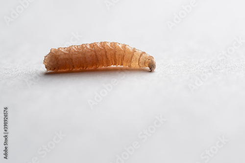 A close up photograph of a maggot/fly larvae photo