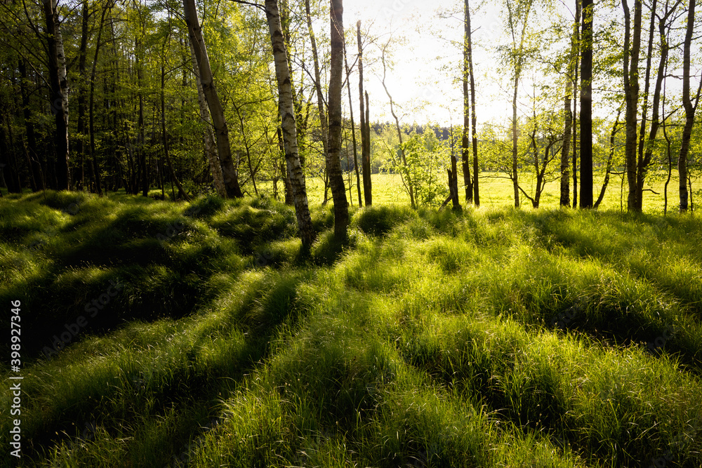 Fototapeta premium Sunset in a beautiful and peaceful forest. Fresh green color of leaves and grass. Setting sun peaking through the trees. Long shadows. Quiet, relaxing scene. Natural and landscape scene.